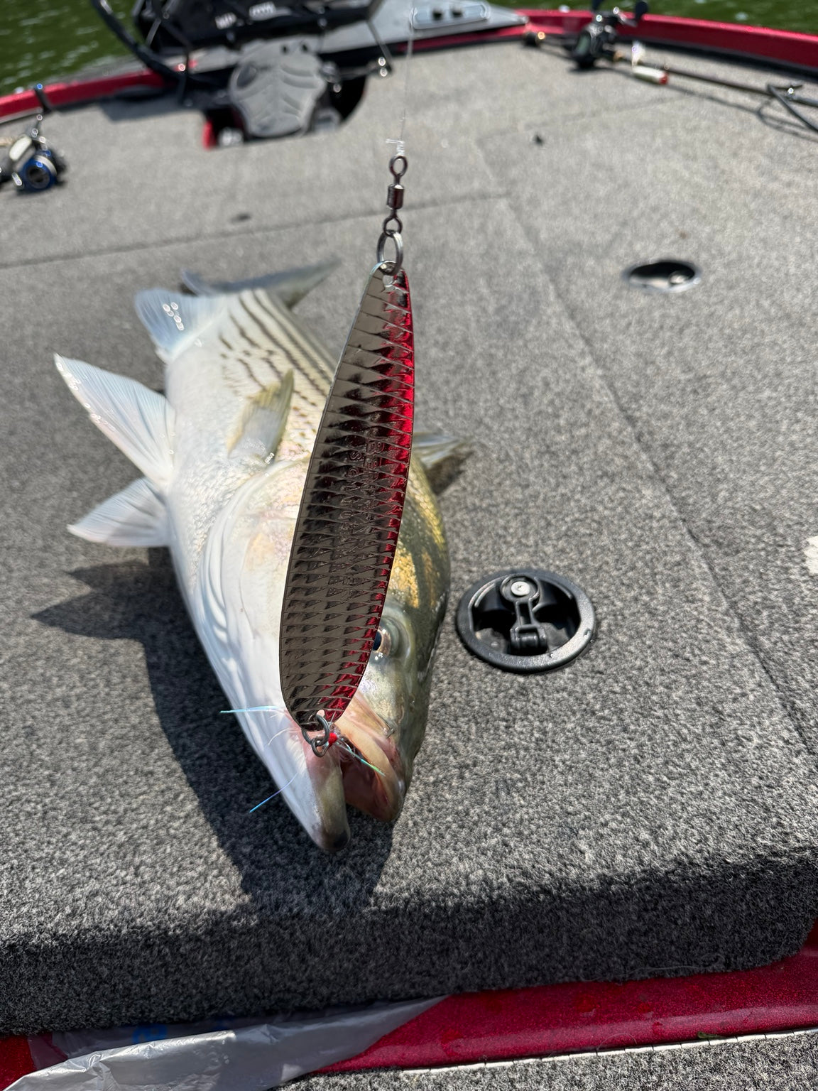 Stripers love big spoons